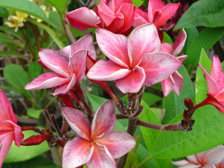 Beauty Queen plumeria flower