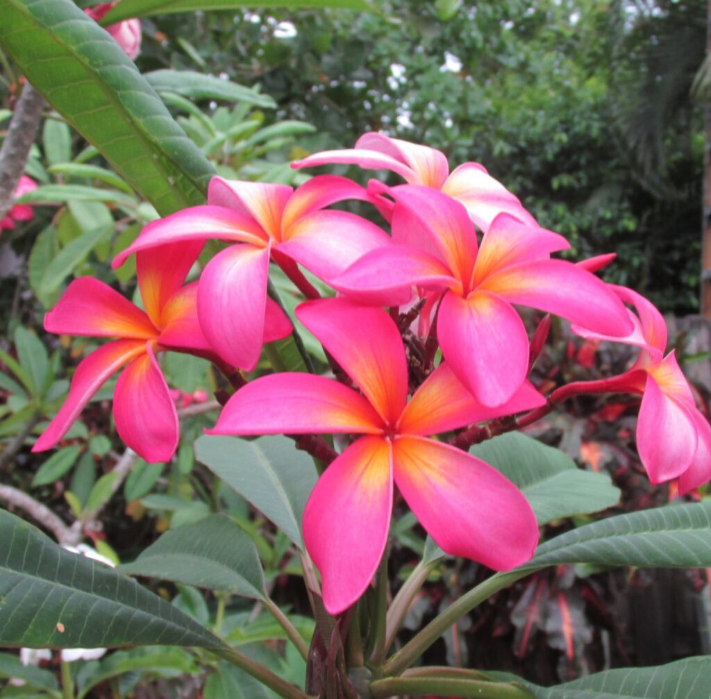 Bella Napoli plumeria photo