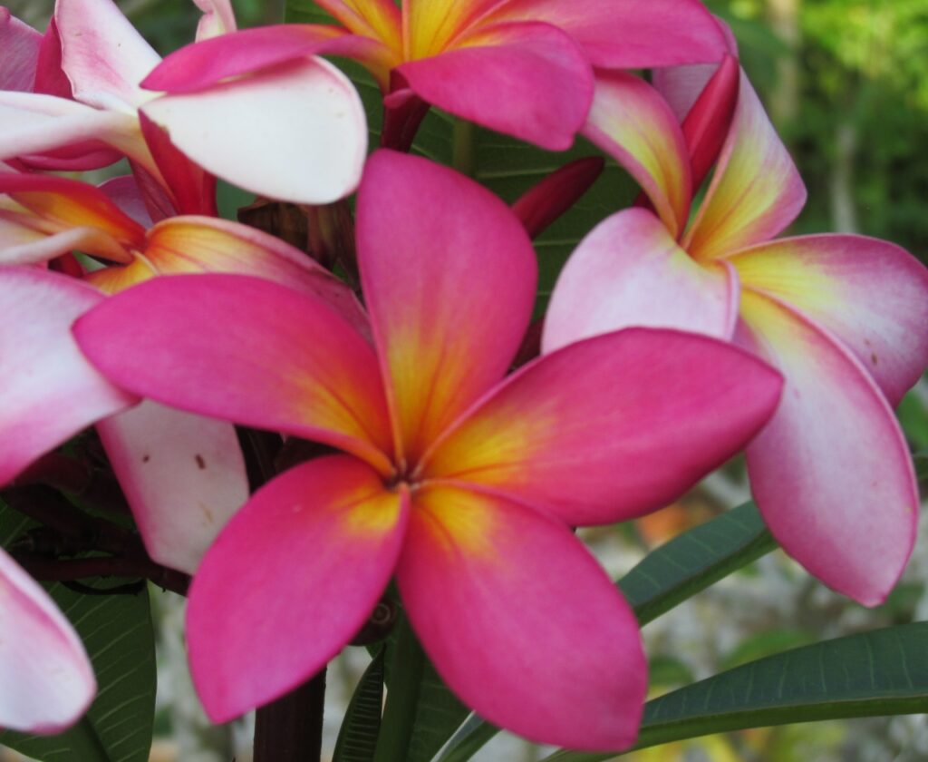 Bella Napoli plumeria photo