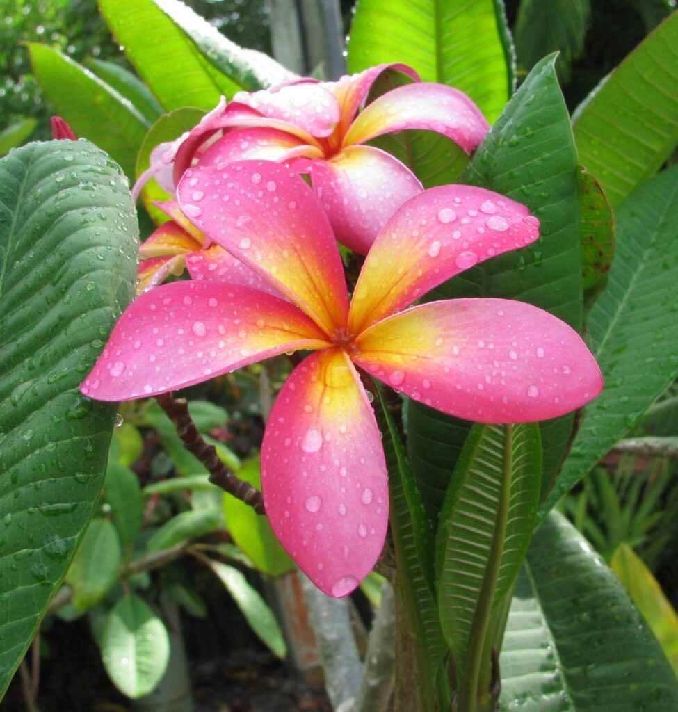 Bella Napoli plumeria photo