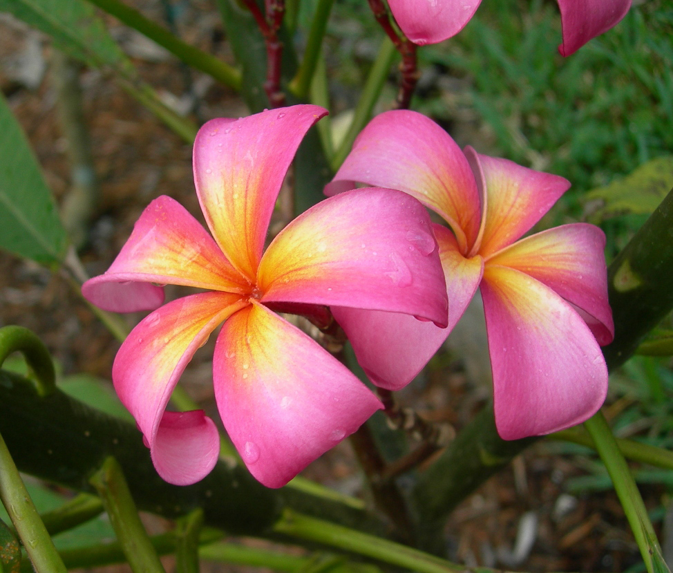 Bella Napoli plumeria photo