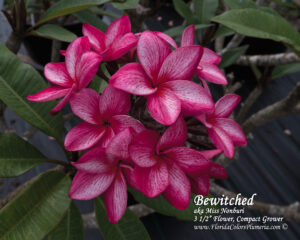 Bewitched plumeria photo