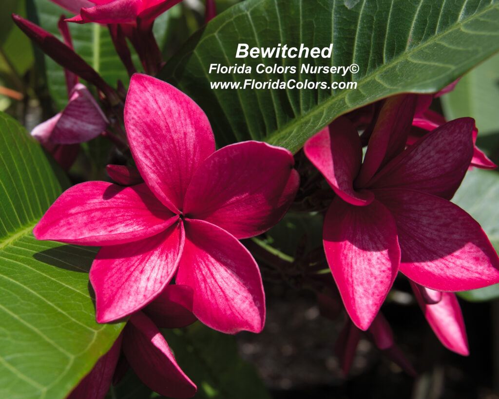 Bewitched plumeria photo