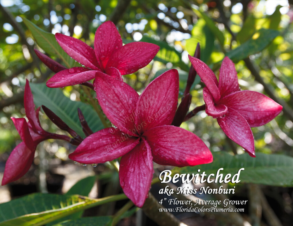 Bewitched plumeria photo