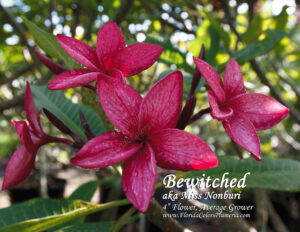Bewitched plumeria photo