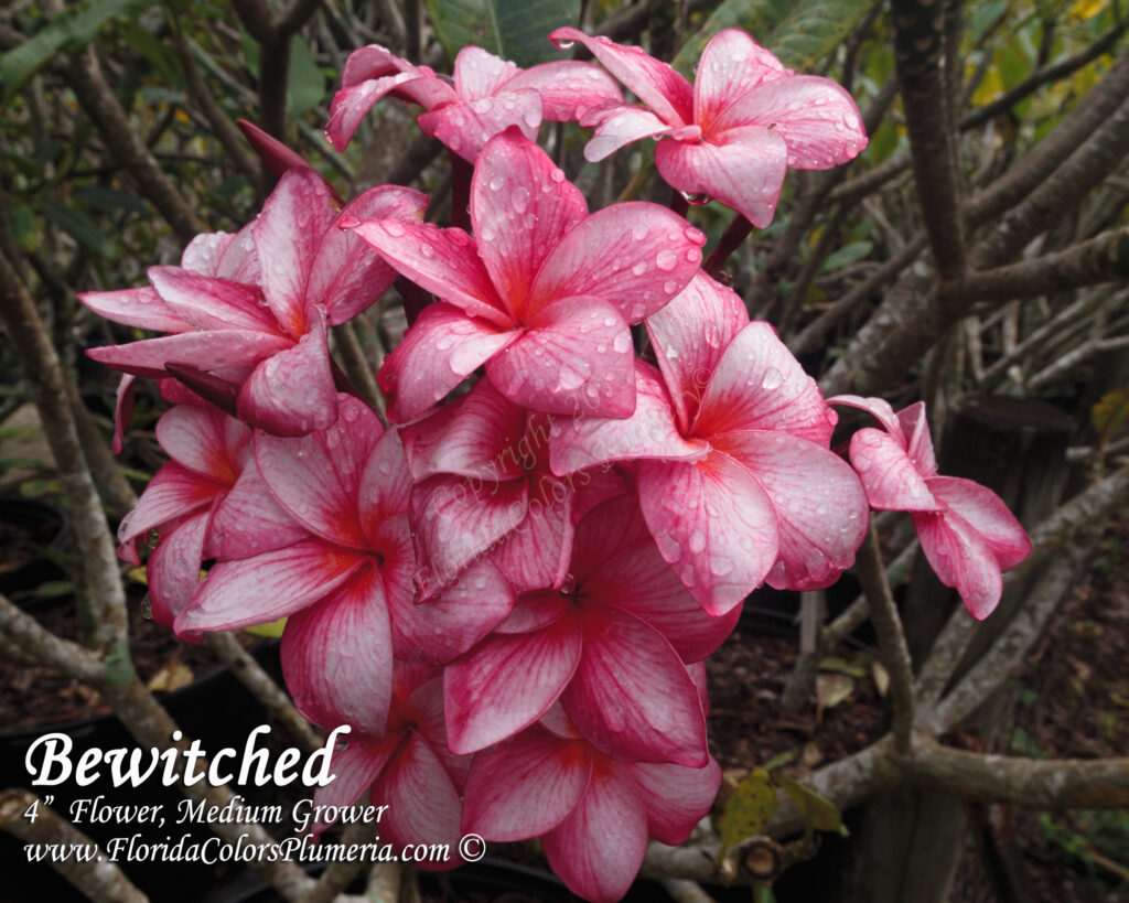 Bewitched plumeria photo