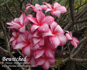 Bewitched plumeria photo