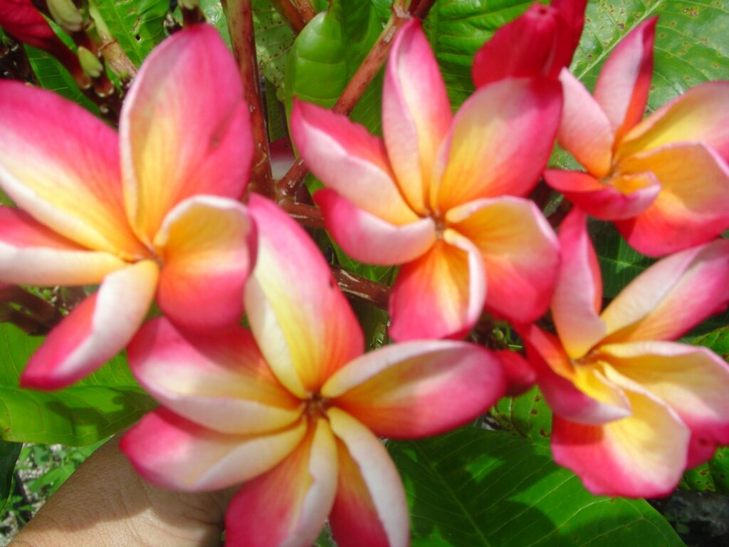 Bill Moragne, Sr. plumeria photo