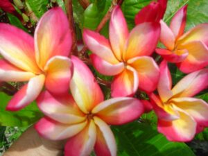 Bill Moragne, Sr. plumeria flower photo