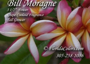 Bill Moragne, Sr. plumeria flower photo