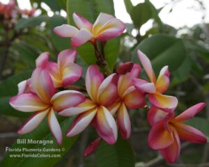 Bill Moragne, Sr. plumeria flower photo