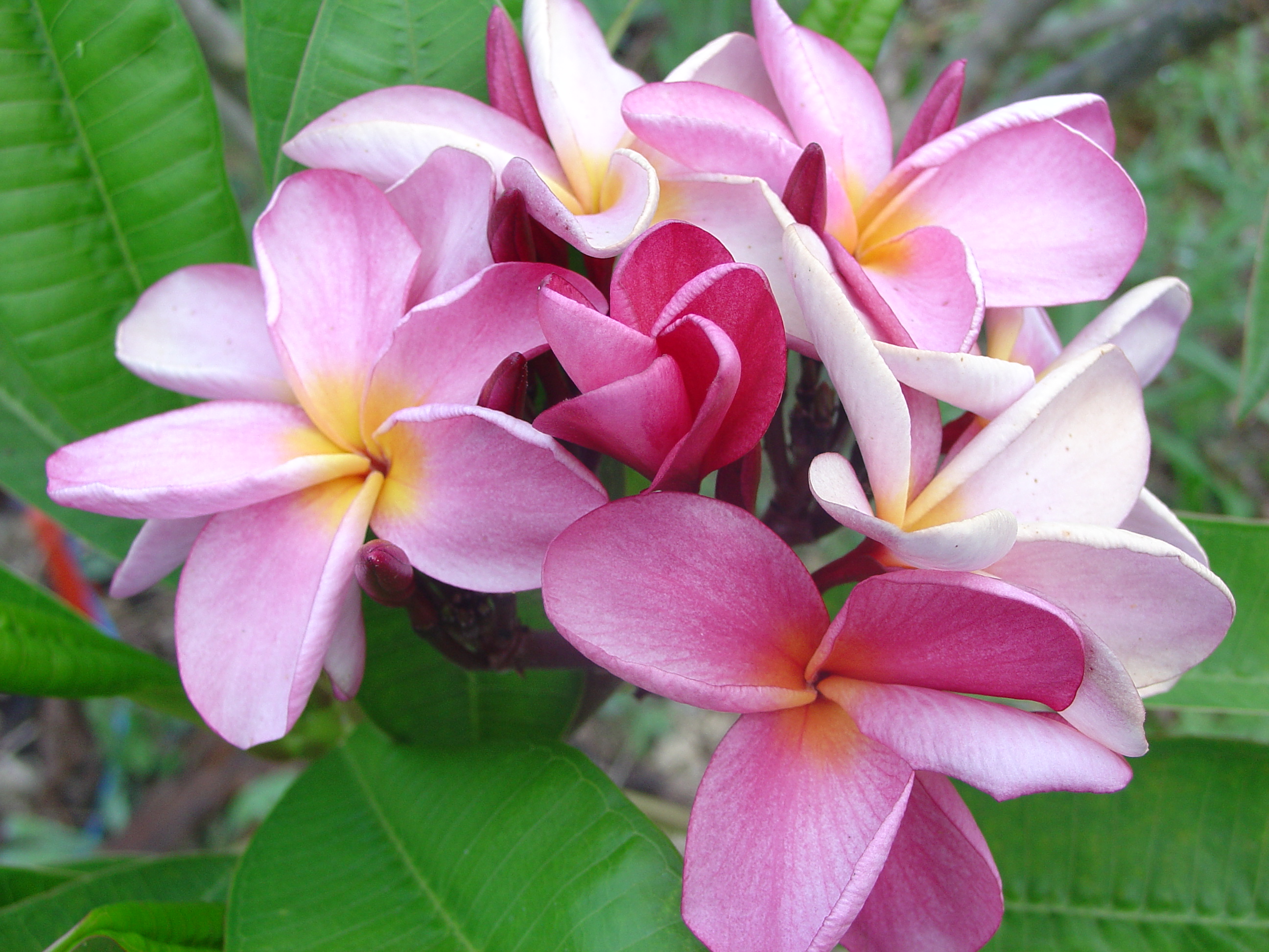 Black Sand plumeria photo