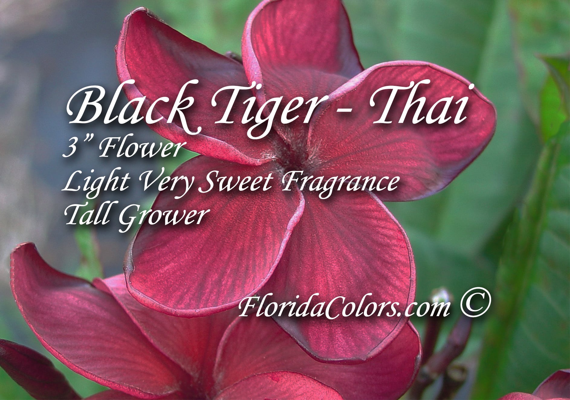 Black Tiger plumeria photo