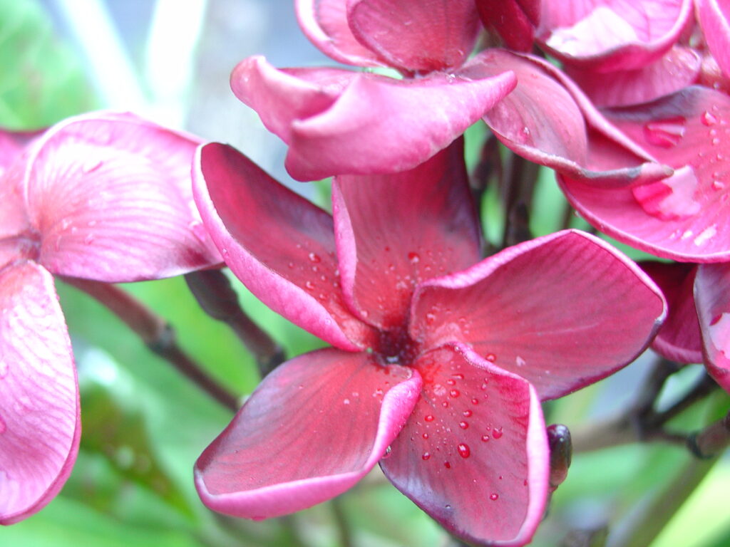 Black Tiger plumeria photo