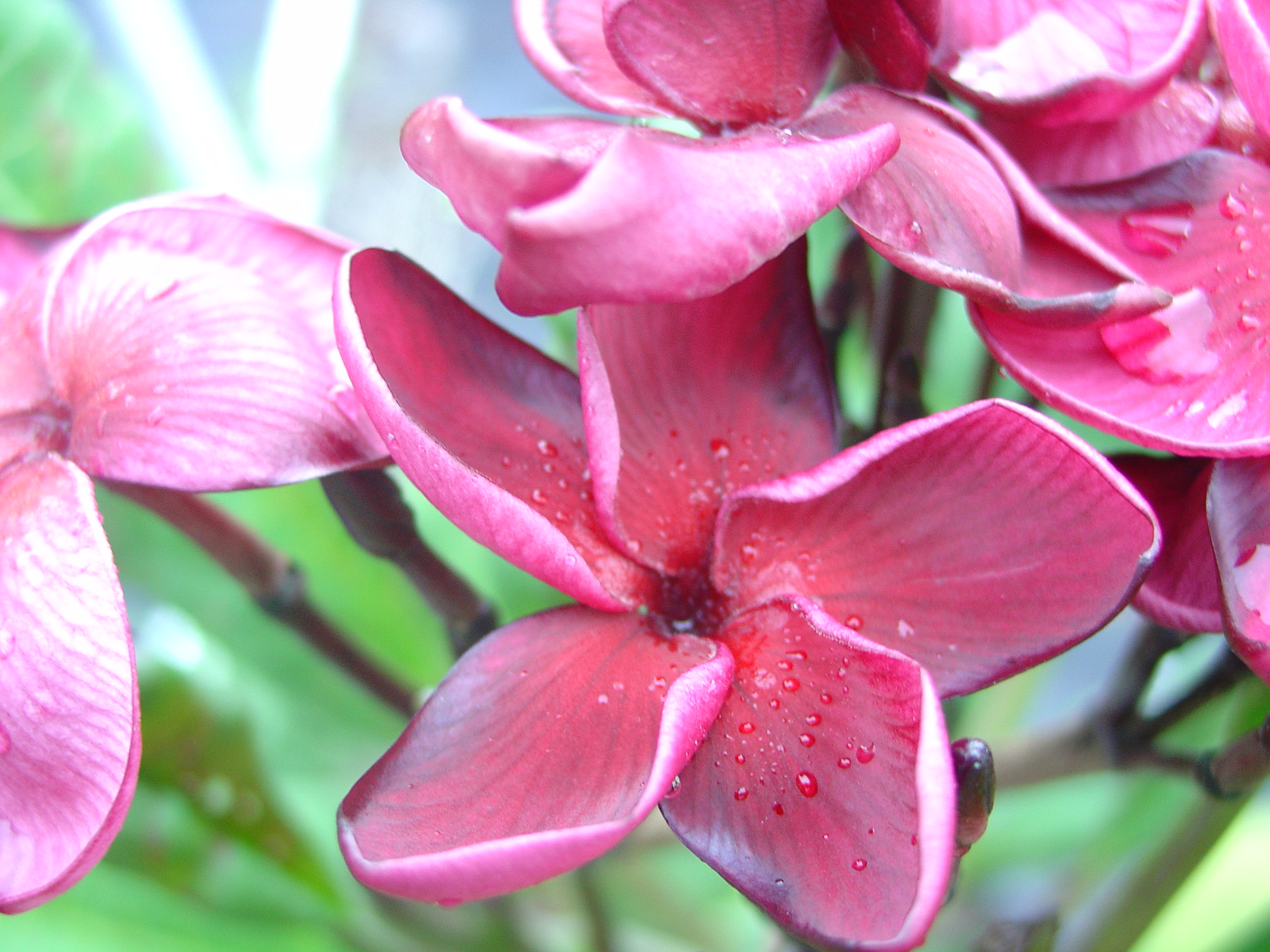 Black Tiger plumeria photo