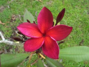 Dragon Eye plumeria