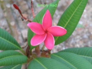 Simply Red plumeria
