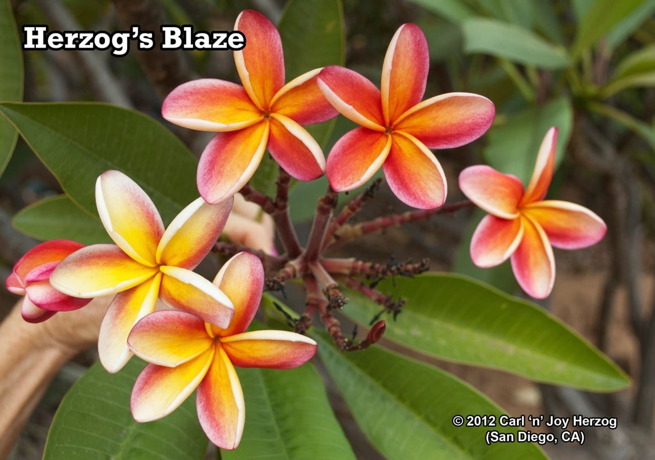 Blaze plumeria photo