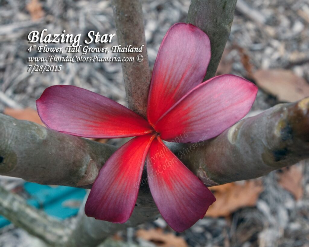 Blazing Star plumeria photo