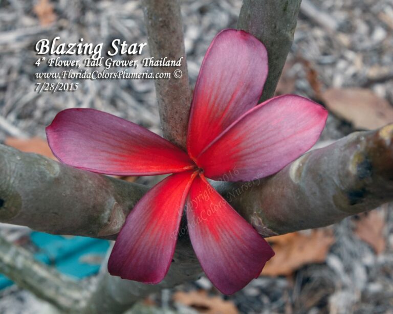 Blazing Star plumeria photo