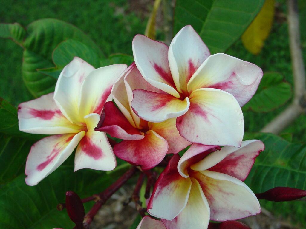 Bonfire plumeria photo