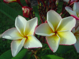 Bonfire plumeria