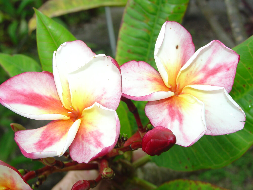 Bonfire plumeria photo