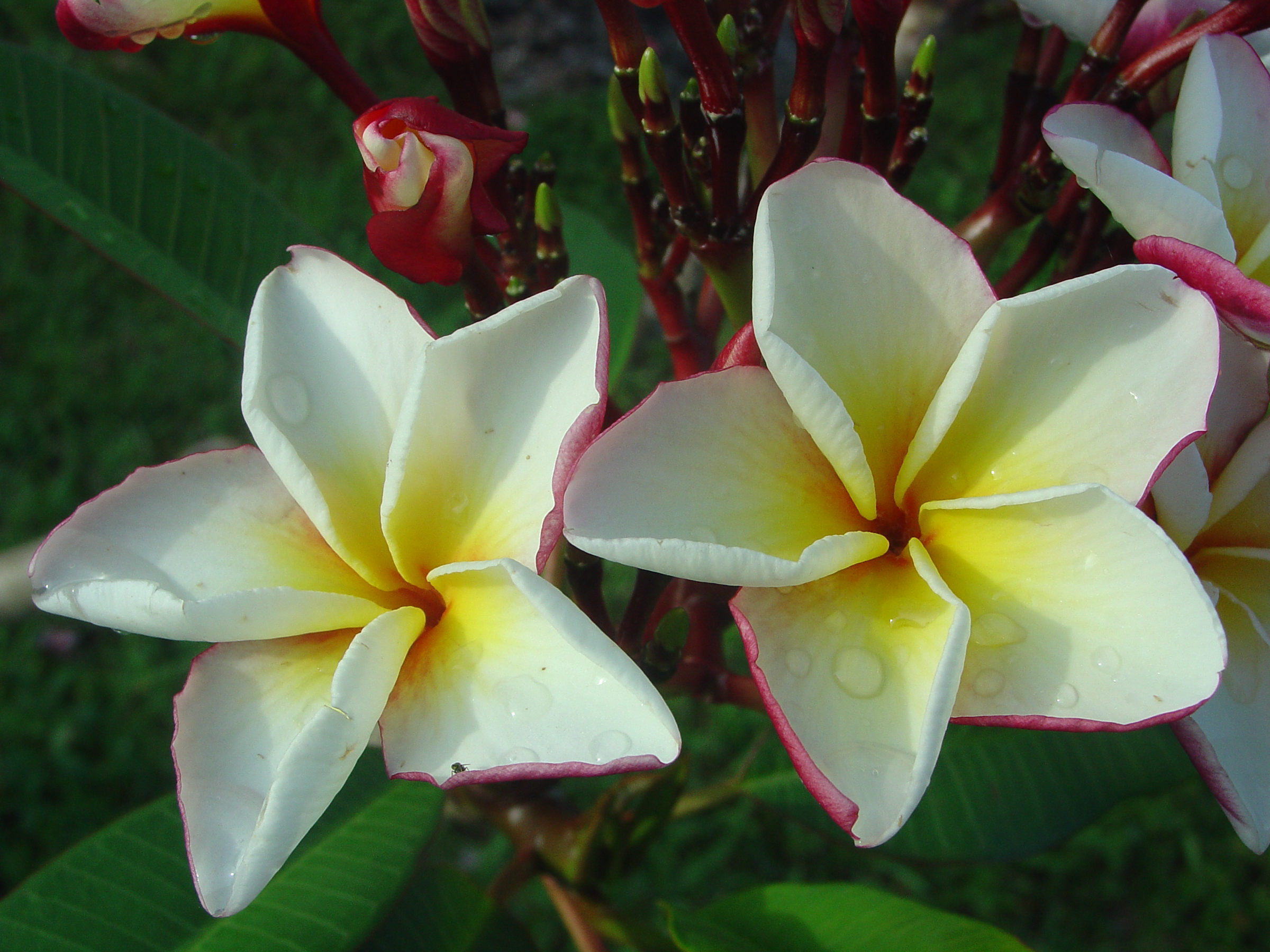 Bonfire plumeria photo