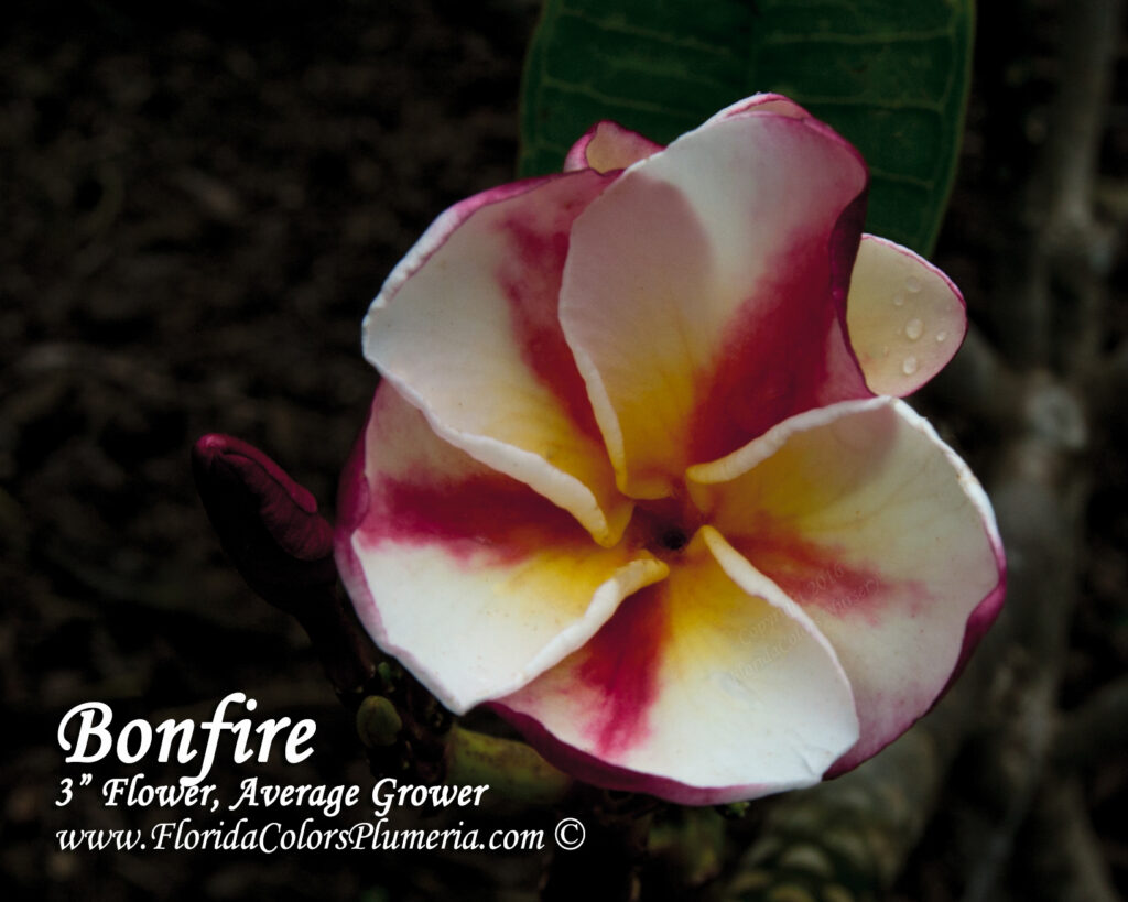 Bonfire plumeria photo