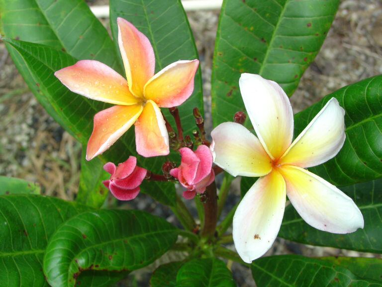 Bonnie Fox plumeria photo