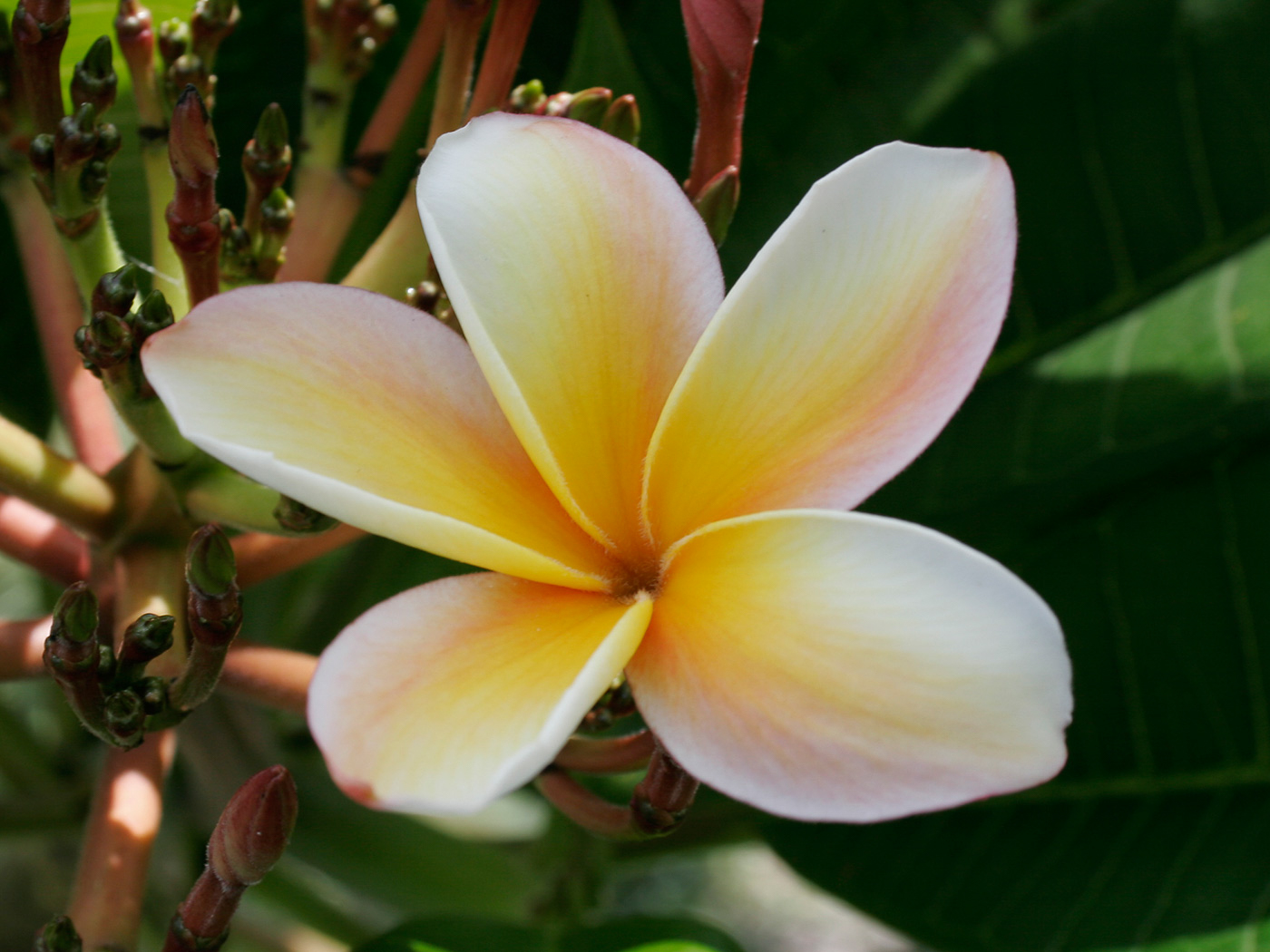 Bonnie Fox plumeria photo