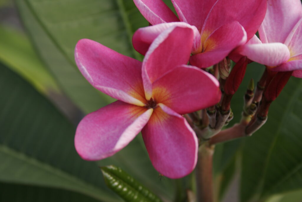 Bradenton Beach plumeria photo