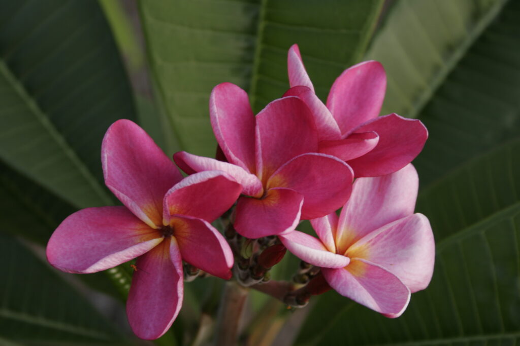 Bradenton Beach plumeria photo