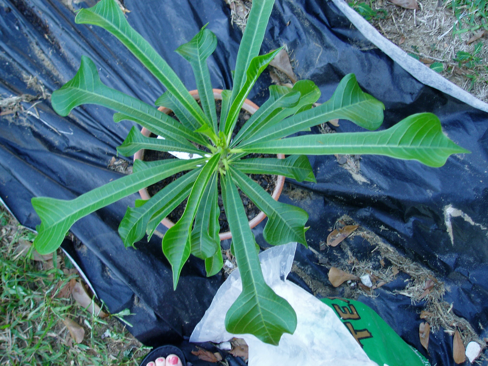 P. Pudica plumeria photo