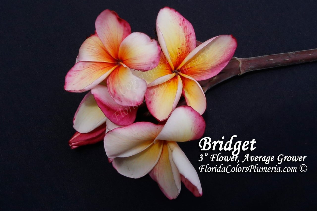 Bridget plumeria photo