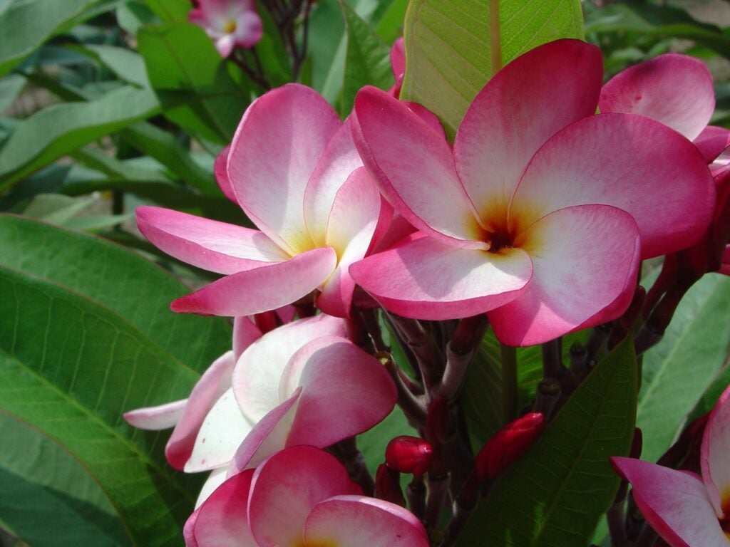 Brittney plumeria photo