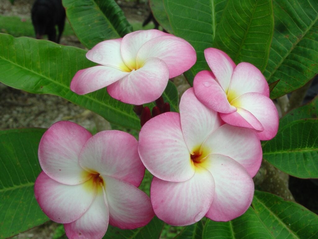Brittney plumeria photo
