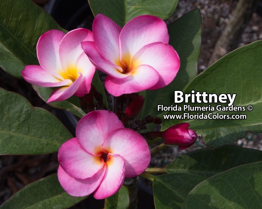 Brittney plumeria photo