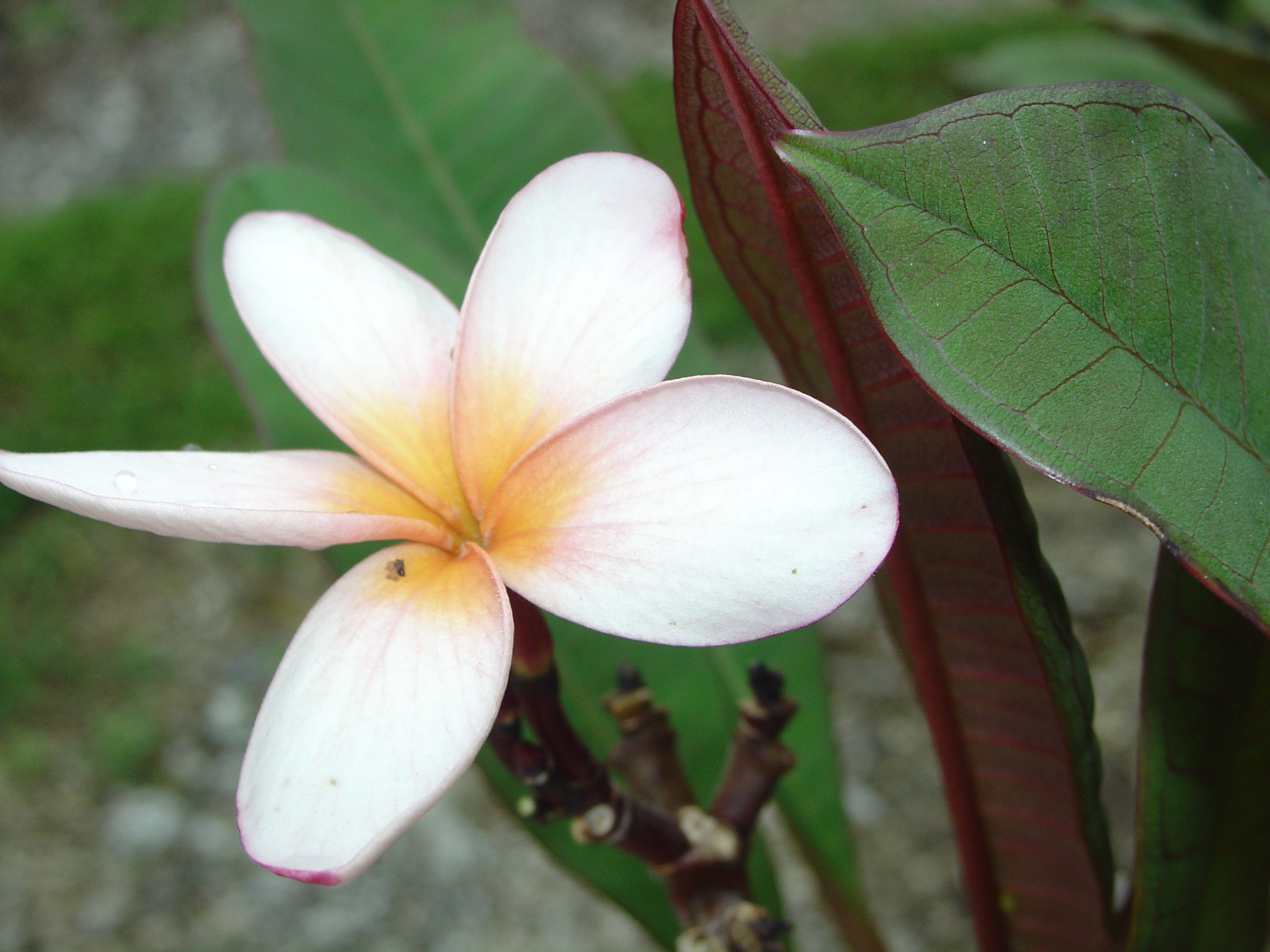 Bronze Star plumeria photo