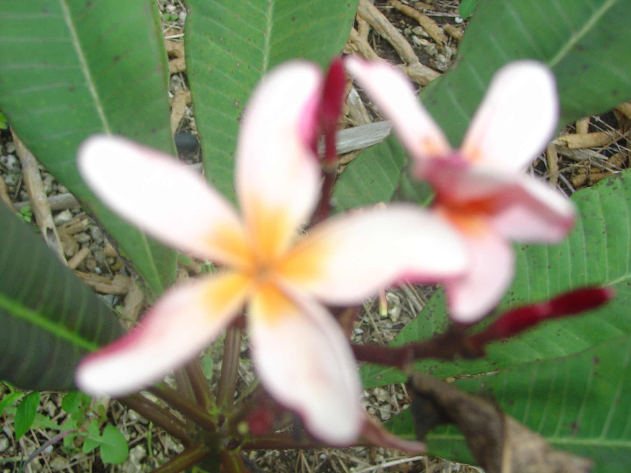 Bronze Star plumeria photo