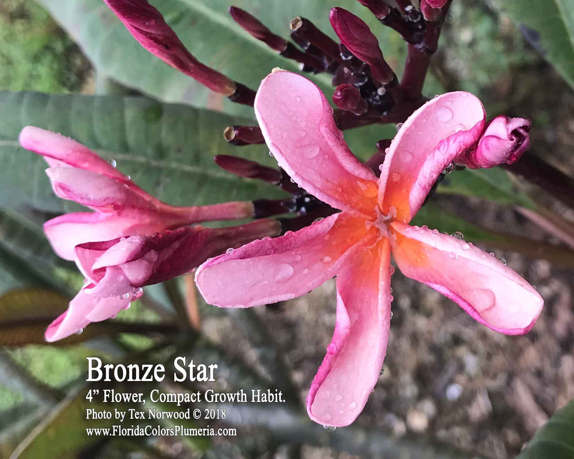 Bronze Star plumeria photo
