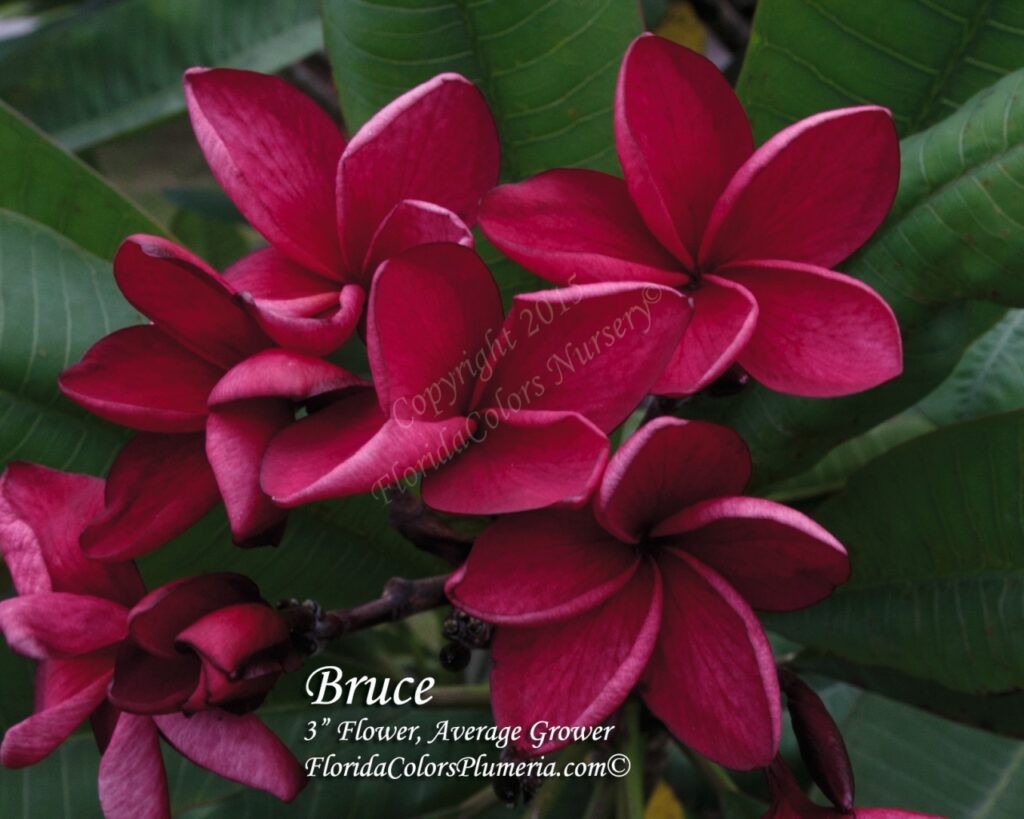 Bruce plumeria photo