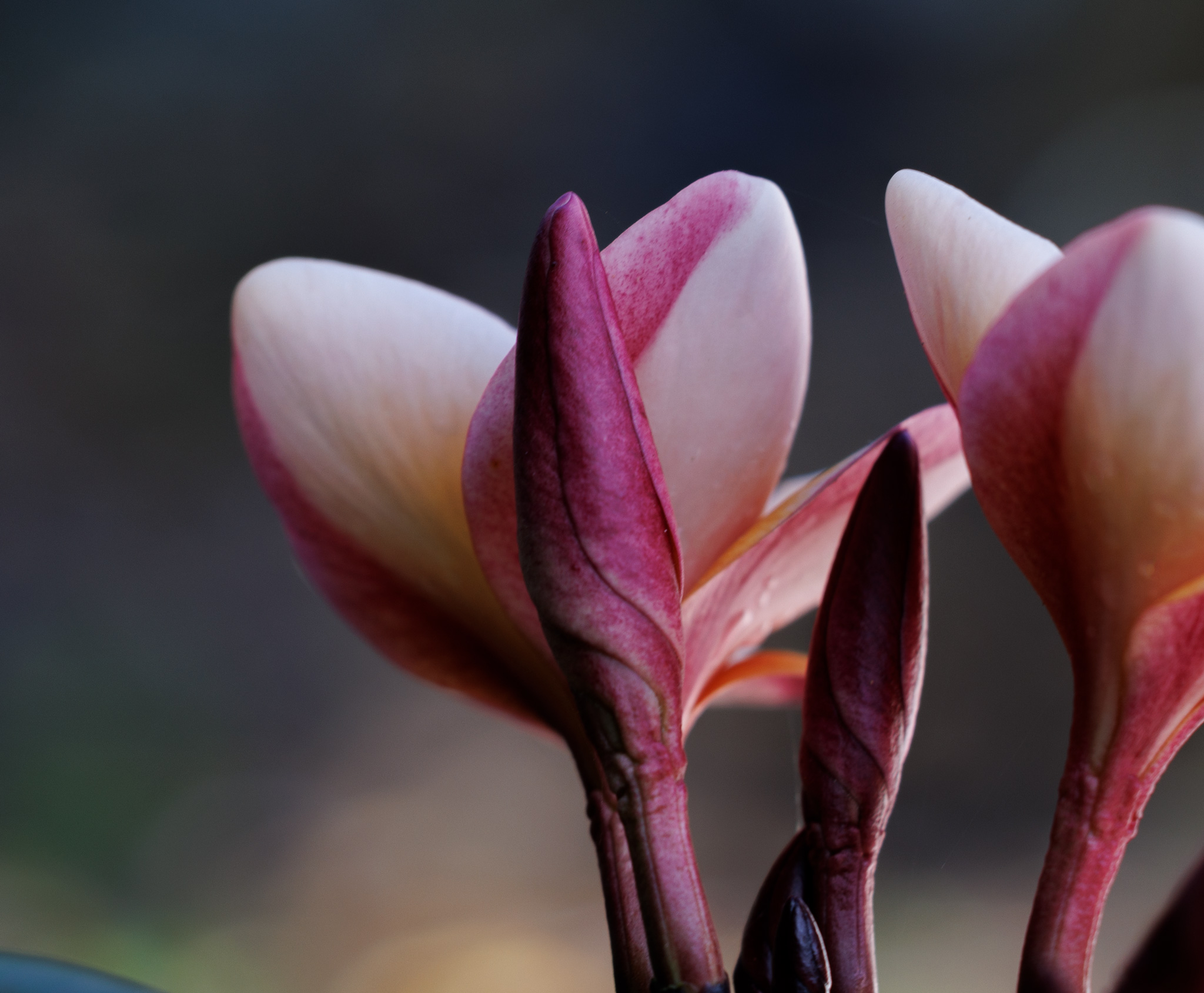 Plumeria bloom and buds