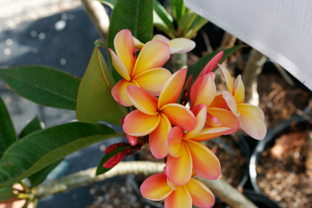 Burton Yellow plumeria photo