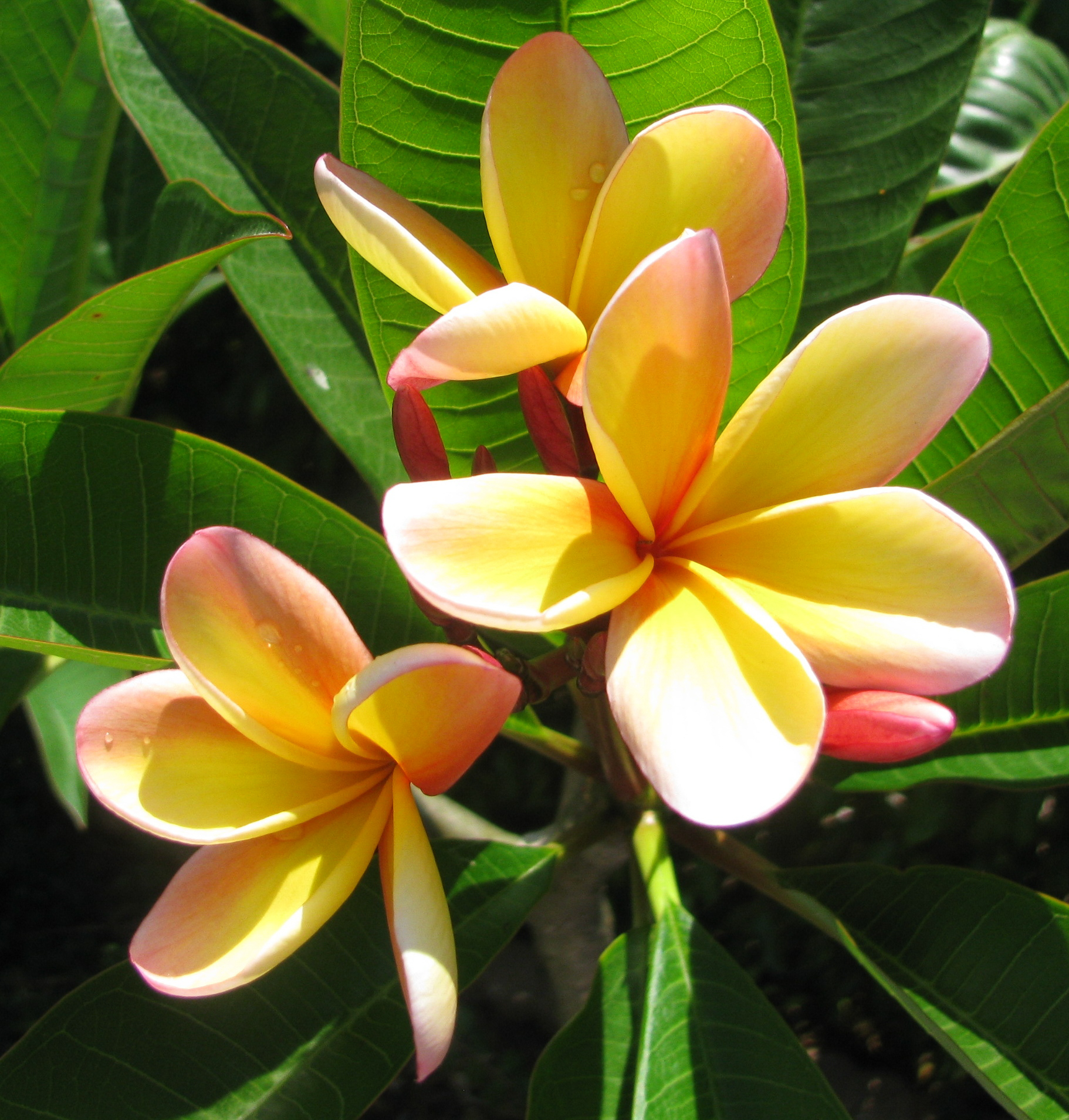 Burton Yellow plumeria photo
