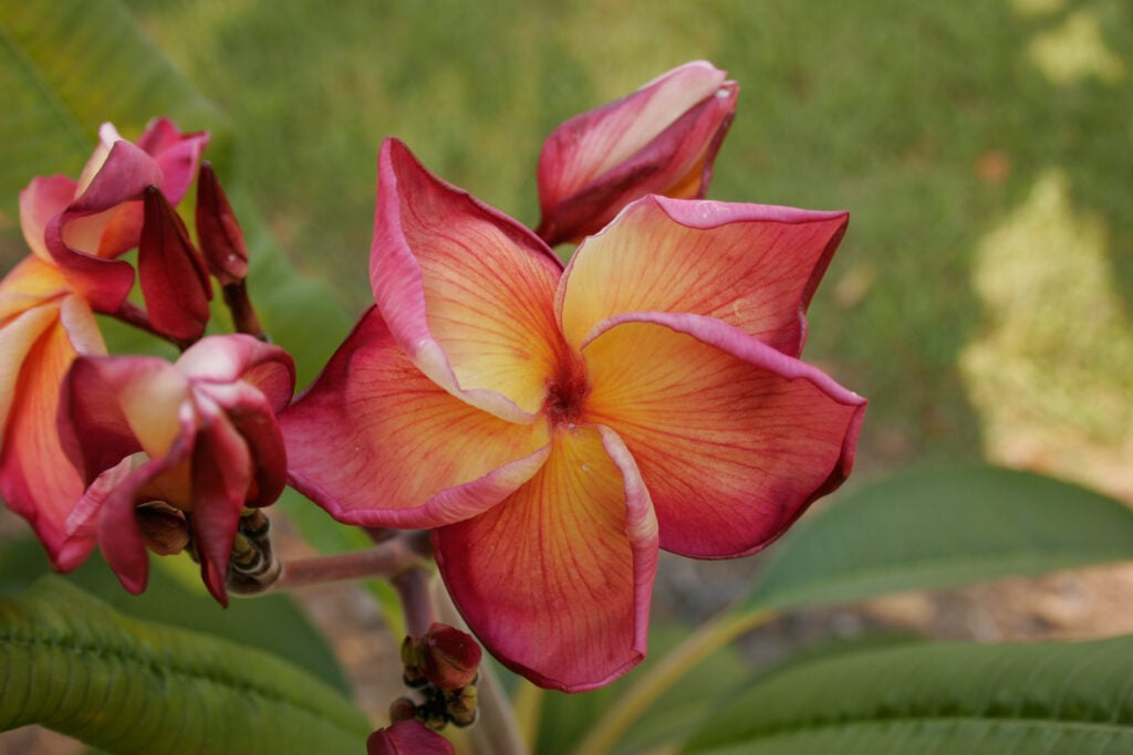 Butterfly Gold plumeria photo