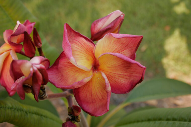 Butterfly Gold plumeria photo