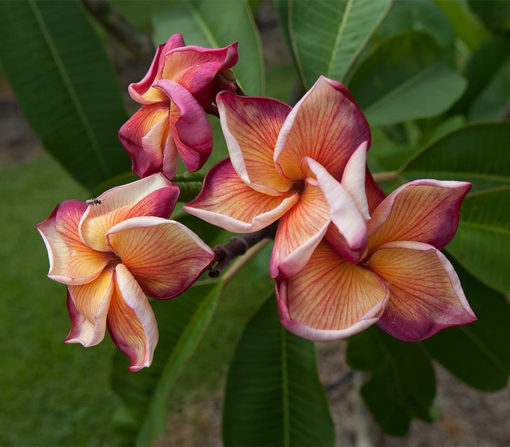 Butterfly Gold plumeria photo