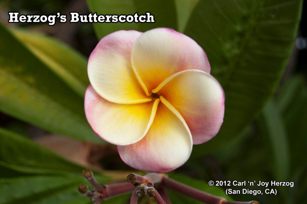 Herzog’s Butterscotch plumeria photo
