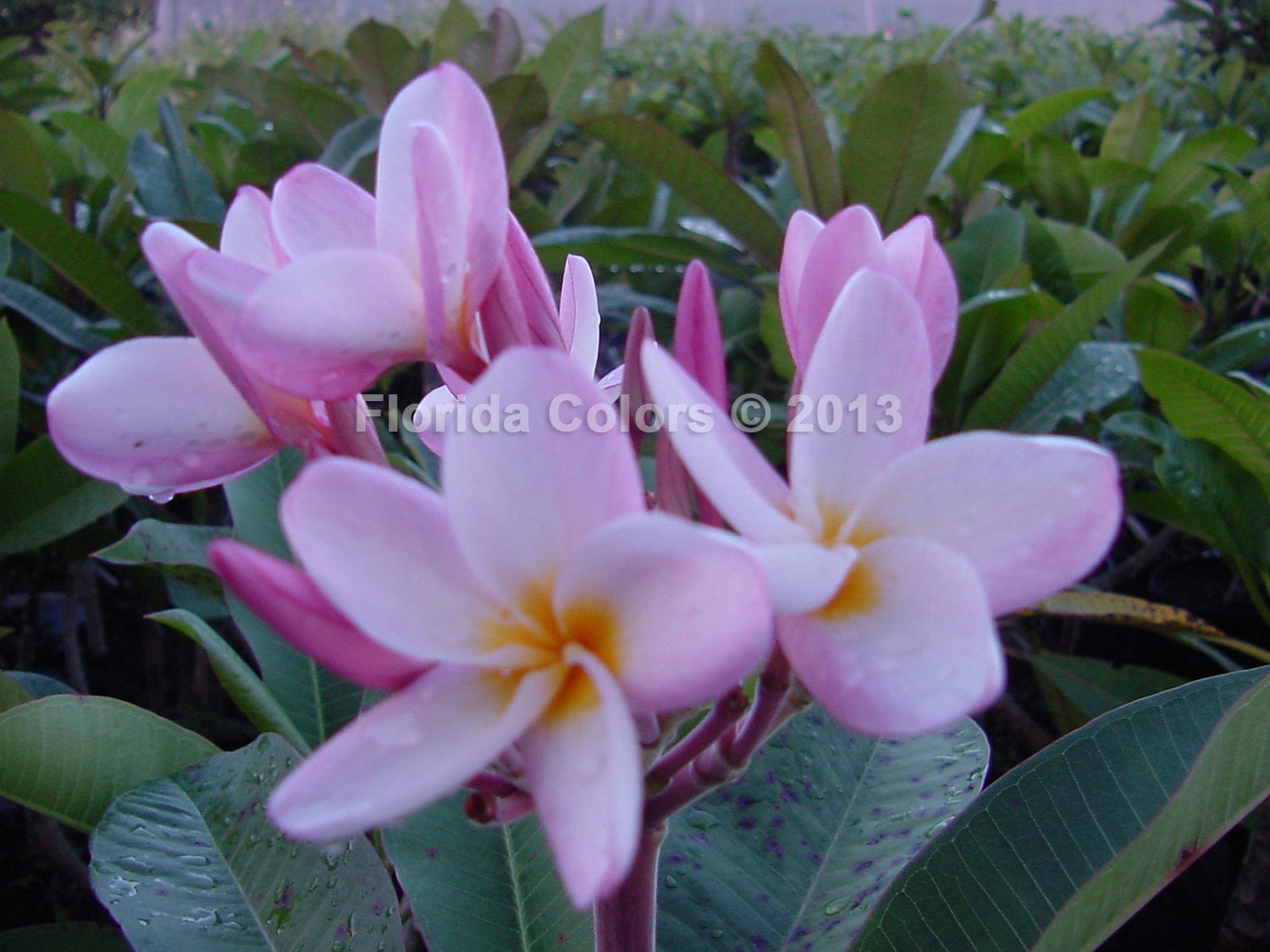 Carol H plumeria photo